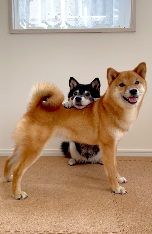 その他のあご乗せ