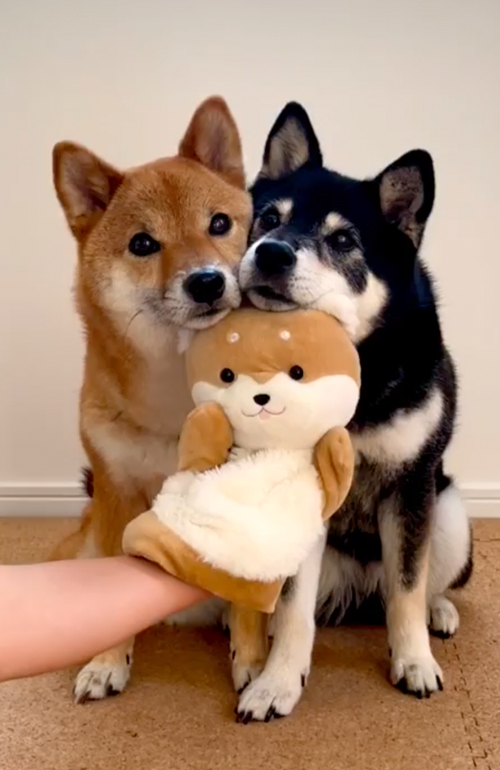 その他のあご乗せ