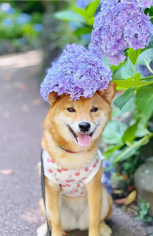 アジサイと柴犬