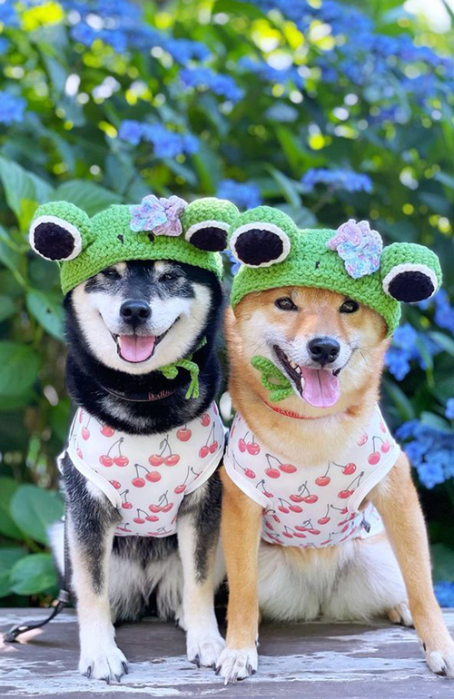 アジサイと柴犬