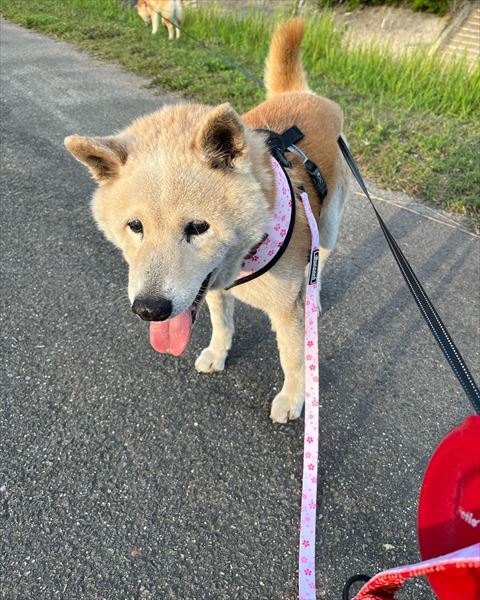 白いワンコお散歩