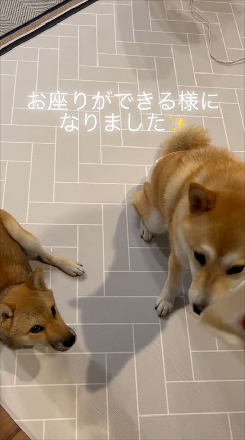 福ちゃん座ってどこか見てる