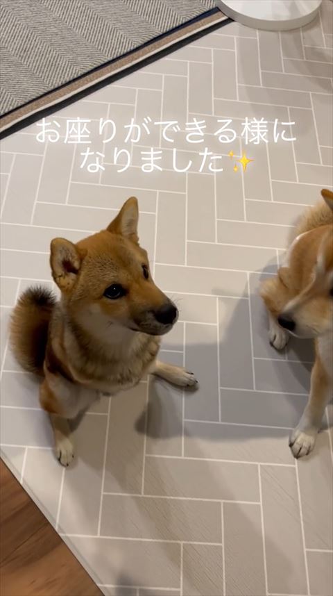 お座りするハルちゃん