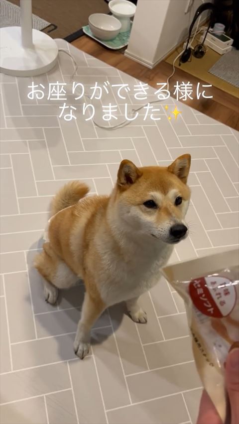 お座りする福ちゃん