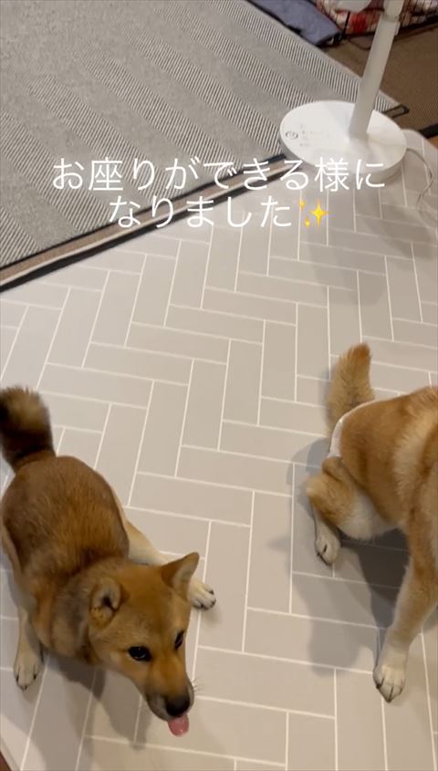 舌だしてる春ちゃん