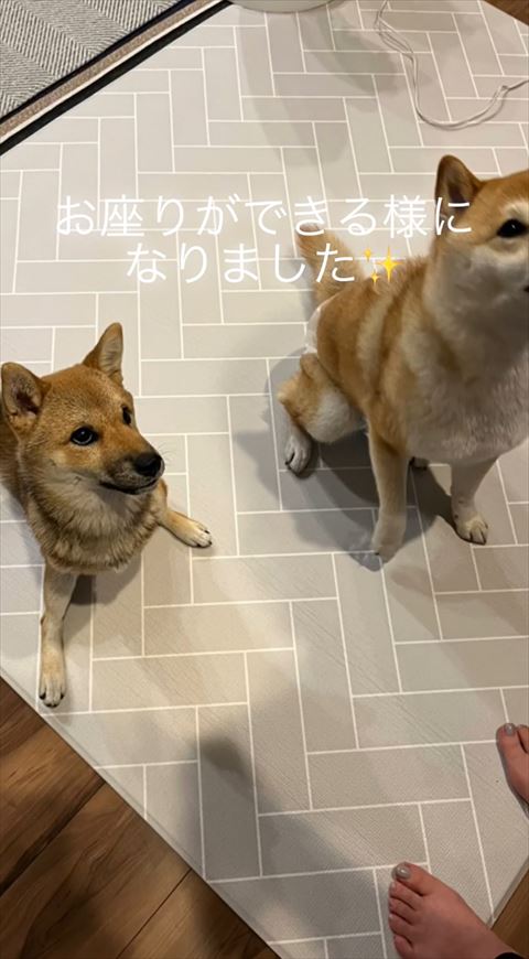 おやつ見つめる春ちゃん