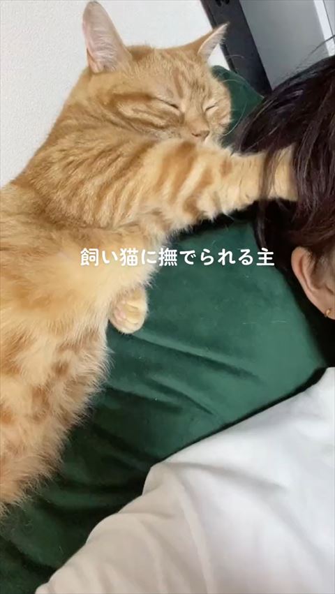 テロップあり