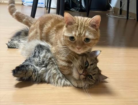 ミヌエットに覆いかぶさるマンチカン