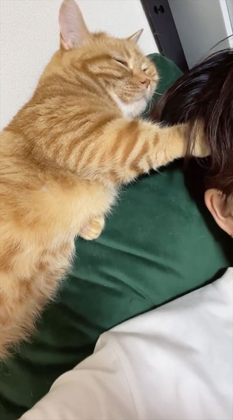 幸せそうに頭なでる猫ちゃん