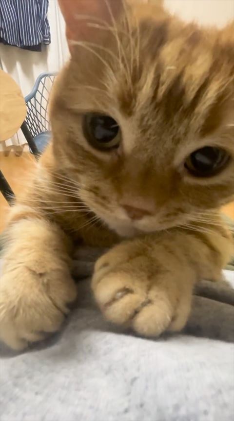 ドアップ