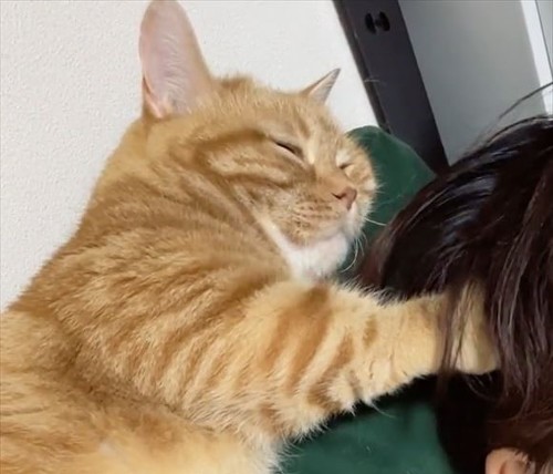 幸せそうに頭なでる猫ちゃん