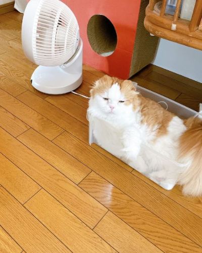 箱に入る猫