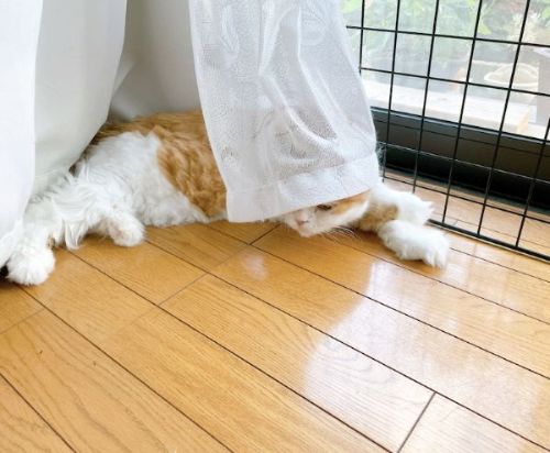 箱に入る猫