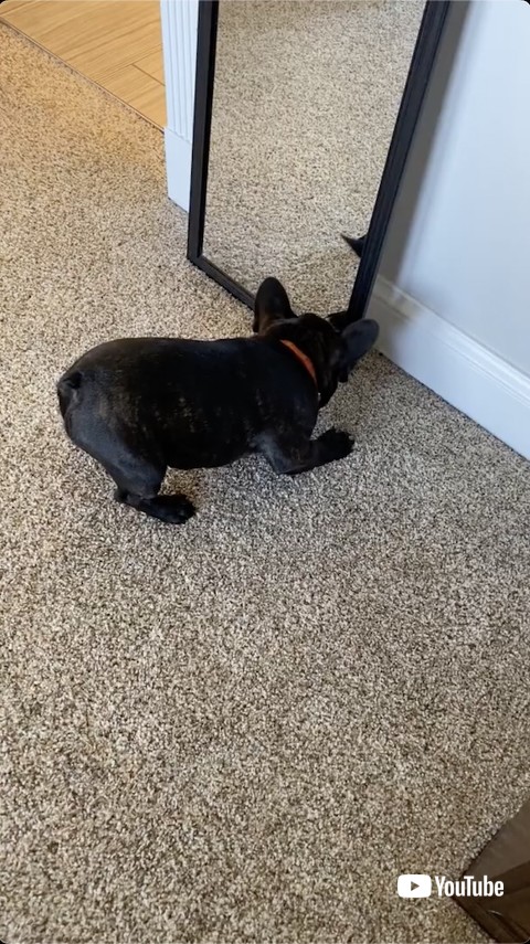 鏡に威嚇する子犬