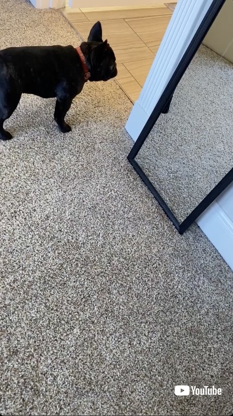 鏡の後ろを確認する子犬