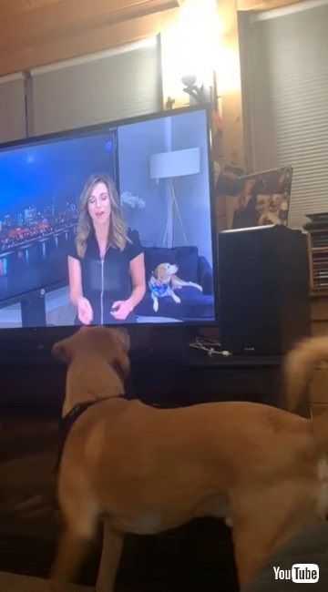 テレビの後ろを探す犬