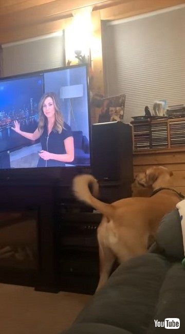 テレビの後ろを探す犬