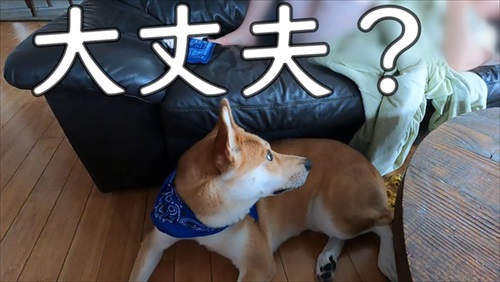 体調不良のお母さんが心配なワンちゃん