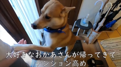 お母さんを迎える犬