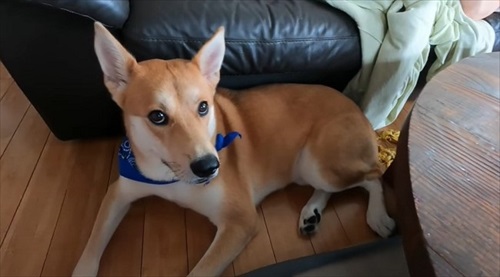 体調不良のお母さんのそばにいる犬