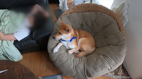 体調不良のお母さんのそばにいる犬