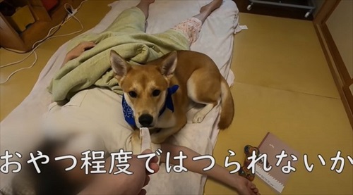 おやつで誘われる犬