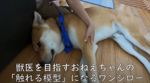 お姉ちゃんと犬