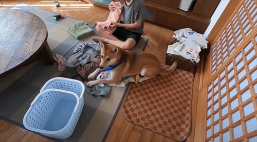 お手伝いする犬