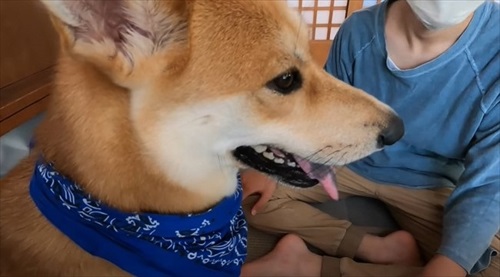 体調不良のお母さんが心配なワンちゃん