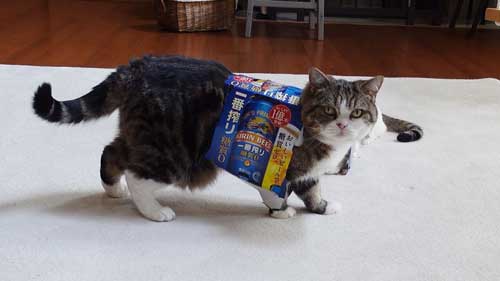 ビール箱をかぶる猫たち