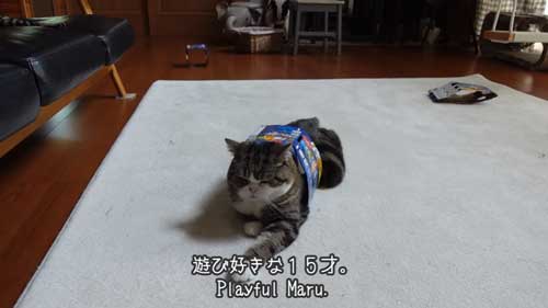 ビール箱をかぶる猫たち