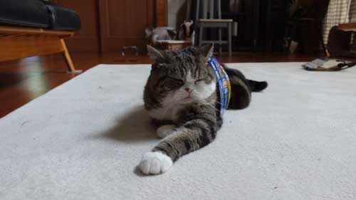 ビール箱をかぶる猫たち