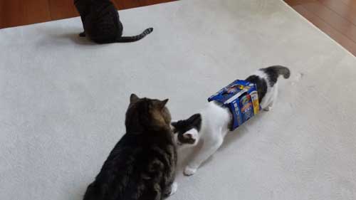 ビール箱をかぶる猫たち