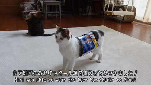 ビール箱をかぶる猫たち