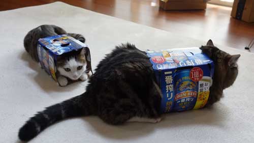 ビール箱をかぶる猫たち