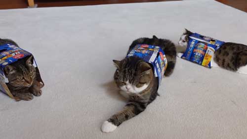 ビール箱をかぶる猫たち
