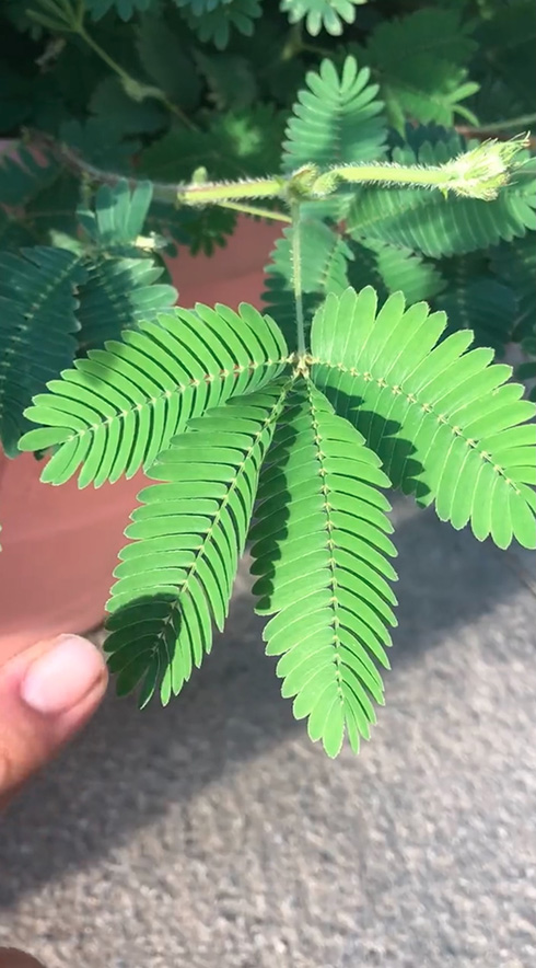 先端に触れるときれいに閉じるオジギソウ　「やっぱりあった！」「見ることができて嬉しい」と大人もびっくり