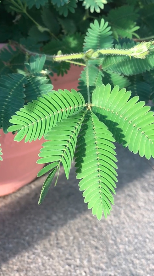 先端に触れるときれいに閉じるオジギソウ　「やっぱりあった！」「見ることができて嬉しい」と大人もびっくり