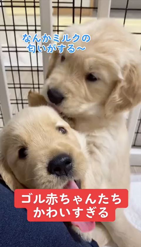 ゴールデン子犬