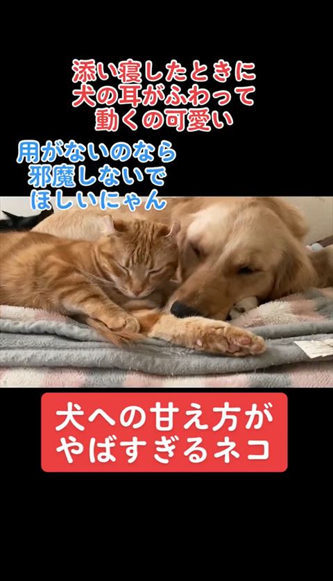 邪魔しないでテロップ