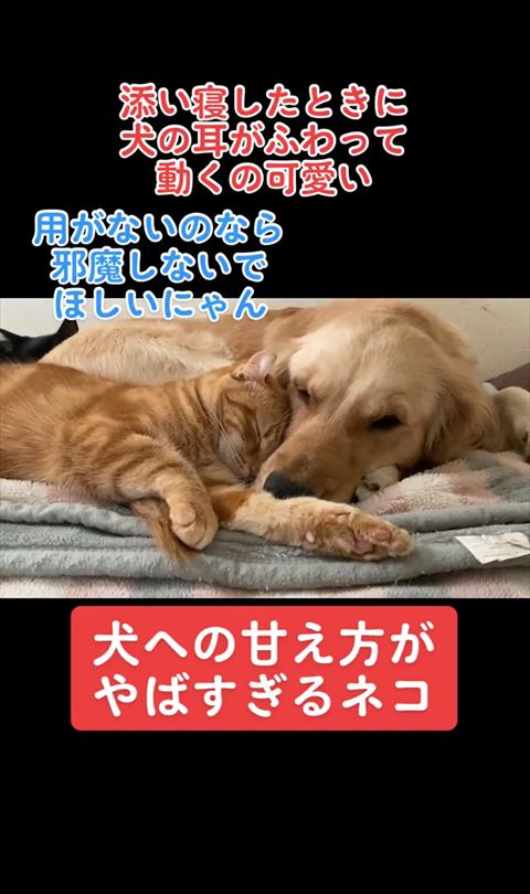 ワンコに頭をうずめる猫