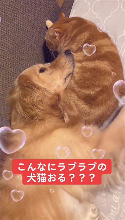 こんなにラブラブの犬猫テロップ