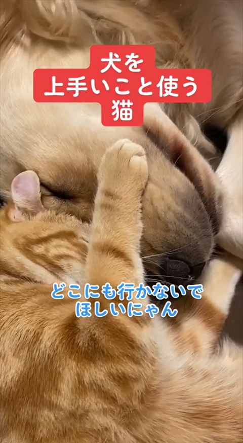 犬の鼻をつかんで寝る猫