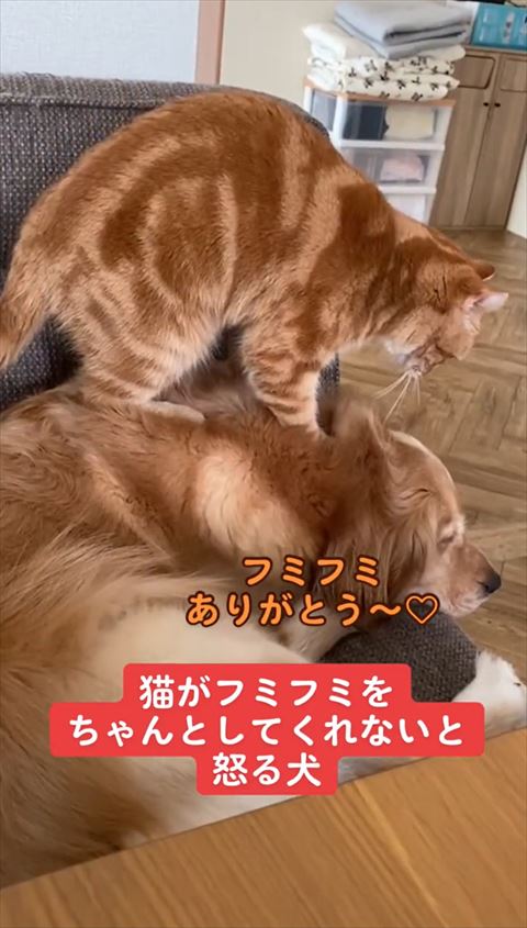 犬をフミフミする猫