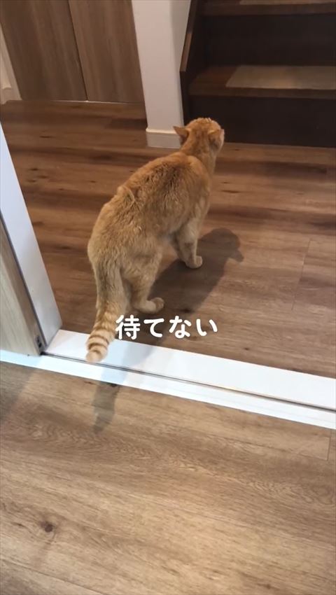 待てないテロップ