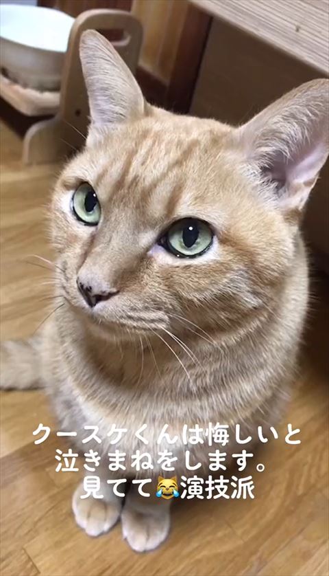 お座りしてる猫