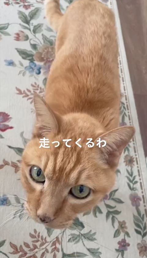 走ってくるテロップ