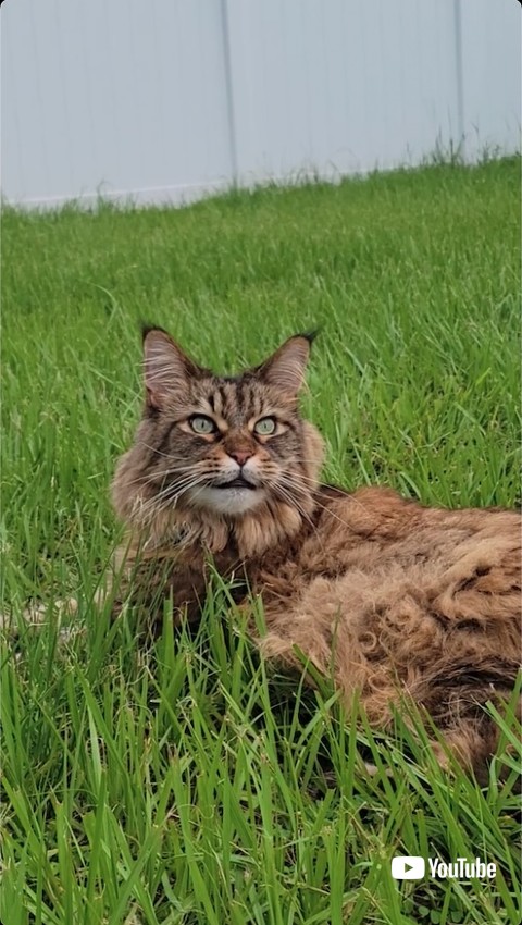 クラッキングする猫