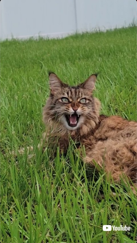 口を開けてクラッキングする猫