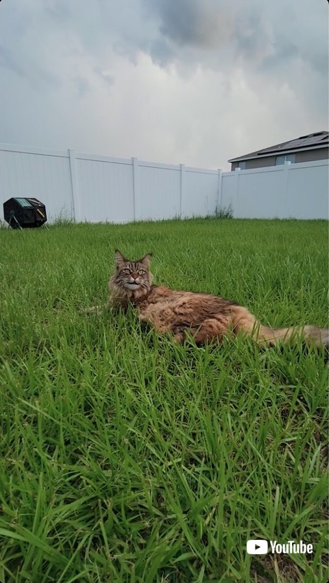 大空を見上げる猫